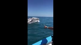 Grey whale mother and calf breach surface next to boat