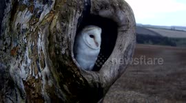 Barn Owl overlooking Yorkshire Wolds