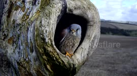 Kestrel preening