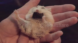 Cute hamster eating treat while laying on her back