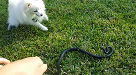 House dog unhappy about garden snake