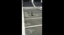 The ducks family reunited after 6 year old heroics