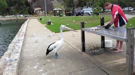 Cheeky pelican steals fish from fisherman