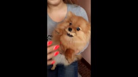 Pomeranian gets angry