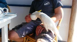 Parrot drinks tea out of man's cup