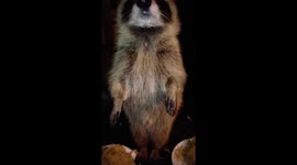 Feeding Time for Baby Raccoons!