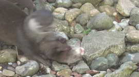 Baby otter pinned down by parents after trying to steal food off siblings