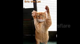 Eric the Cat asks for his dinner