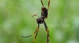 Massive golden orb spider spotted in Australia