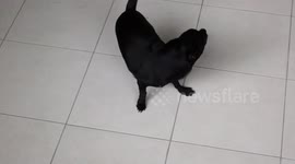 Hunter the Chihuahua chasing his tail