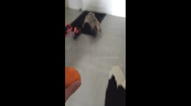 Pug runs away from a mandarin orange