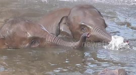Baby elephant bath time