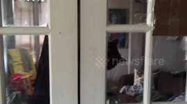 Crazy cat hanging from French doors.