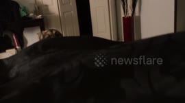 German Shepherd knows he's in trouble.