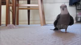 Cockatiel singing to his 'girlfriend'