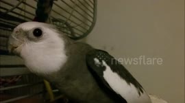 A cockatiel's evening song