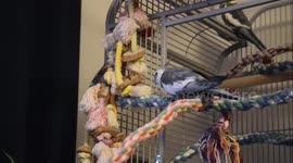 Angry Cockatiel