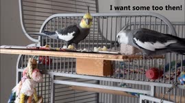 Cockatiels Eating Popcorn