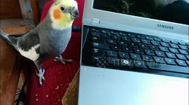 Cockatiel computer attack!