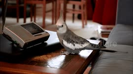 Clever Cockatiel turns radio on