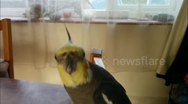 The loudest cockatiel EVER!