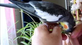 Scratch My Head Now! I'm a Cockatiel!