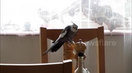 Cockatiel jumping on a pepper grinder