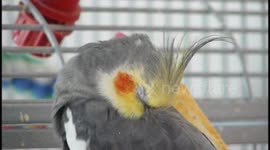 Cute sleepy cockatiels
