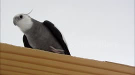 Cockatiel singing on a door!
