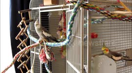 Clever cockatiel opens his seed dish