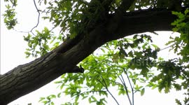 Greater Spotted Woodpeckers feeding their chicks