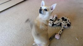 This chihuahua has an amazing begging technique