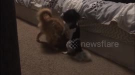 Frisky Puppy Wastes No Time Getting Down To Business