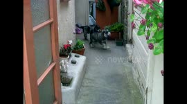 Toto likes to take his friend Misty for a walk too.