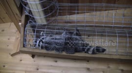 Pet raccoon takes relaxing to a whole new level