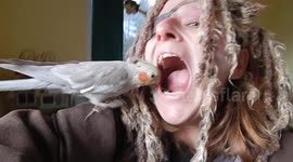 Dentist Phoebe Cockatiel