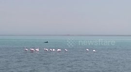 Bottlenose dolphins and flamingos