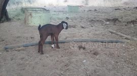 Screaming goat!