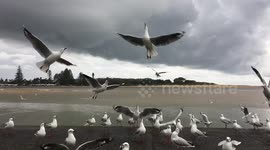 Athletic seagulls catch crackers mid-flight