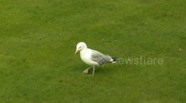 Seagull gets excited about breakfast
