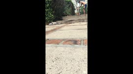 Flying dogs