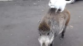 Cat hitches a ride on wild boar