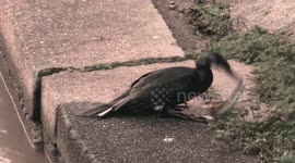 Cormorant swallows huge eel