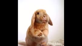 @zlatan_thebunny