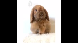 @zlatan_thebunny