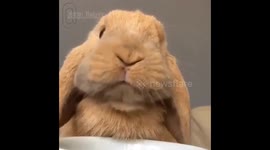 @zlatan_thebunny