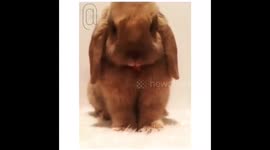 @zlatan_thebunny