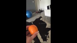 Pug runs away from a mandarin orange