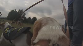 Join in on a beagle adventure with camera strapped to its back