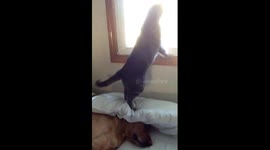Cat uses dog's head to look out window